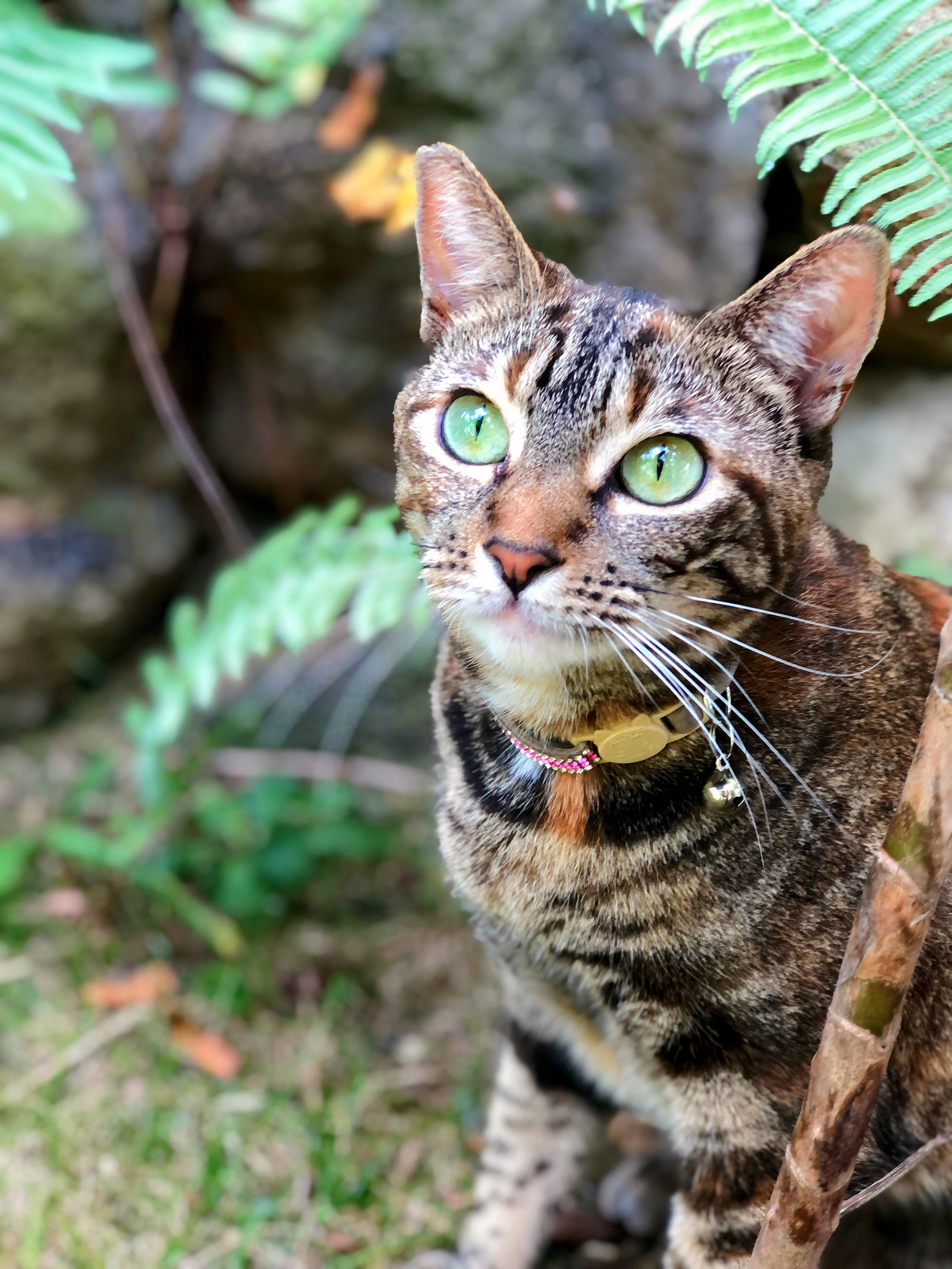 Hawaii Cat